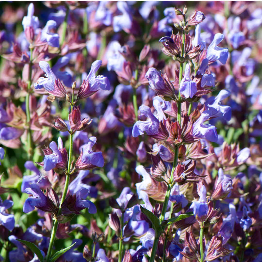 Kryddsalvia