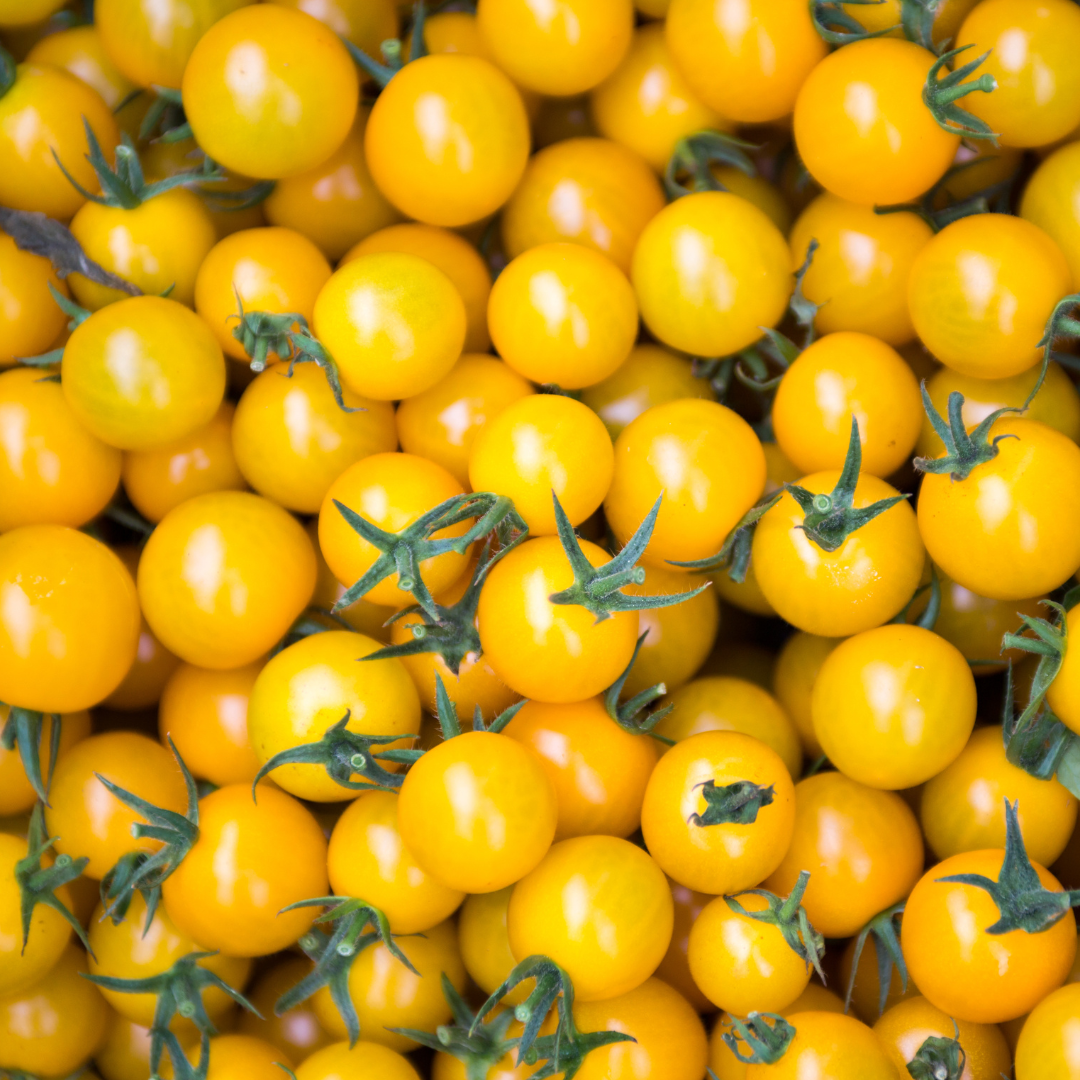 Körsbärstomat - Gourmandise Yellow - Kruktomat