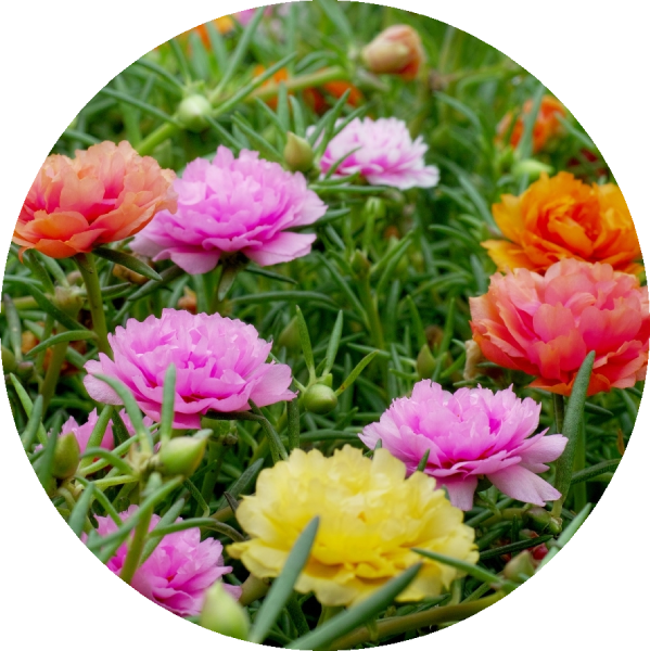 Praktportlak - Double Mix