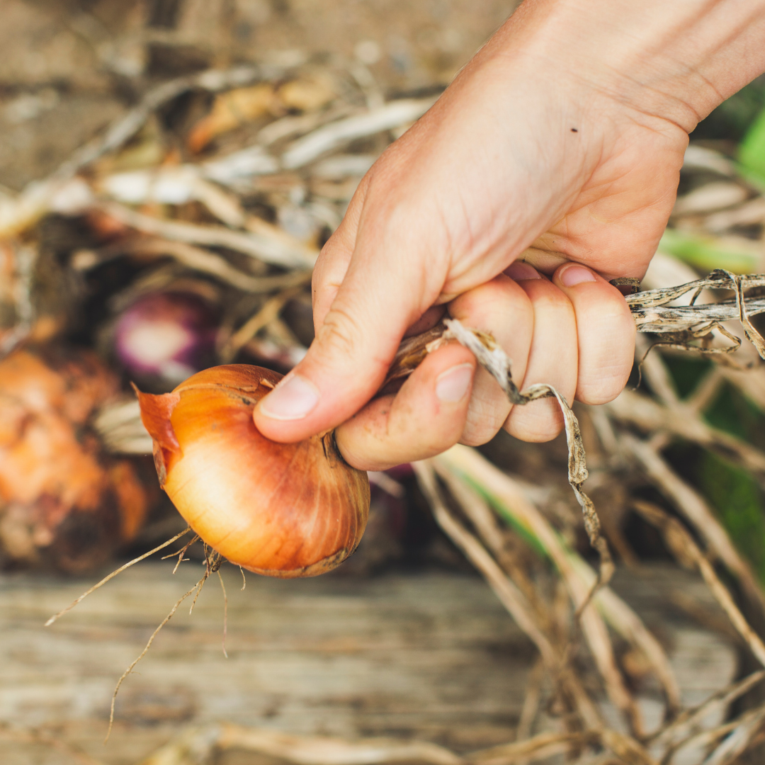 Gul Lök - Vertus - Kultursort