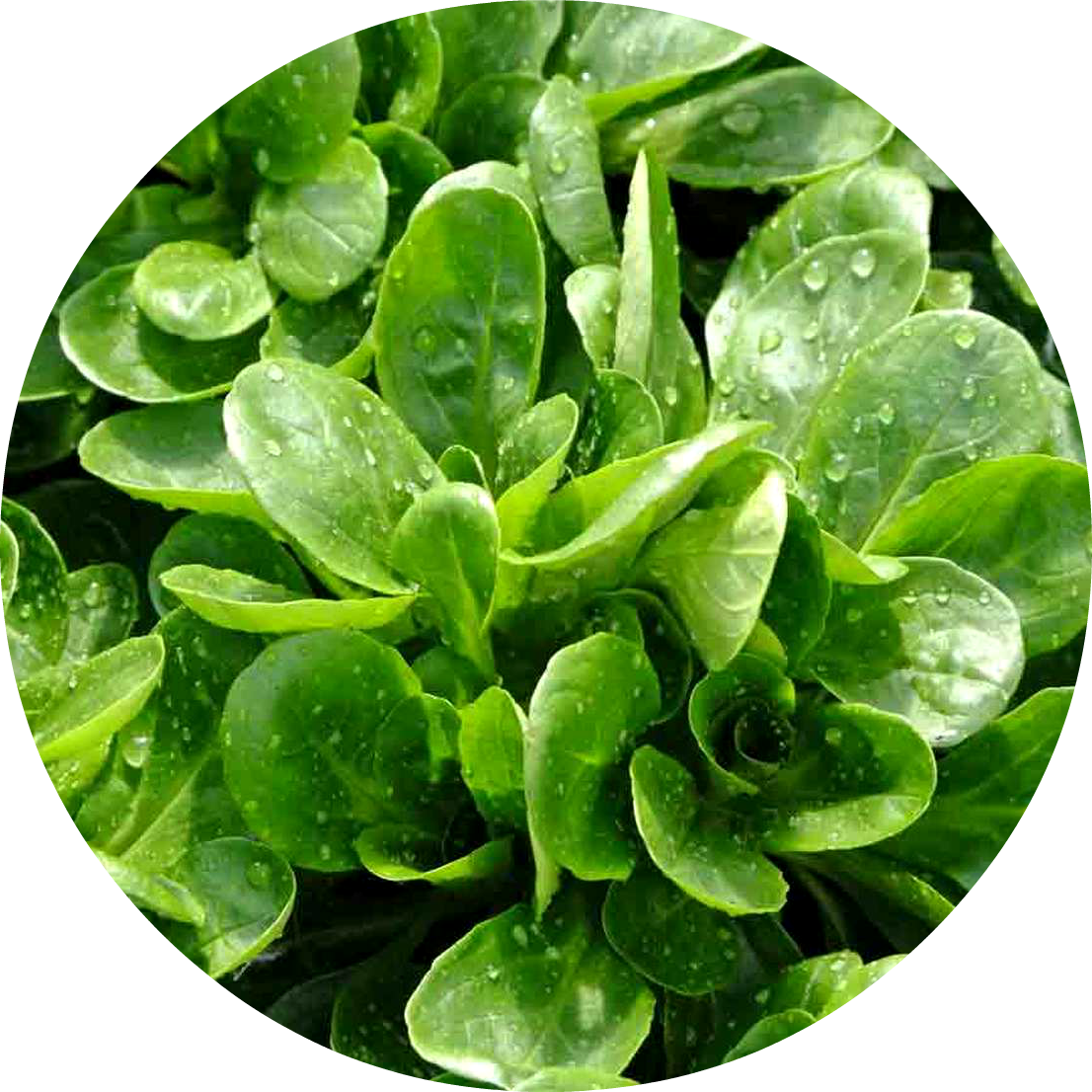 Machésallat - Corn Salad