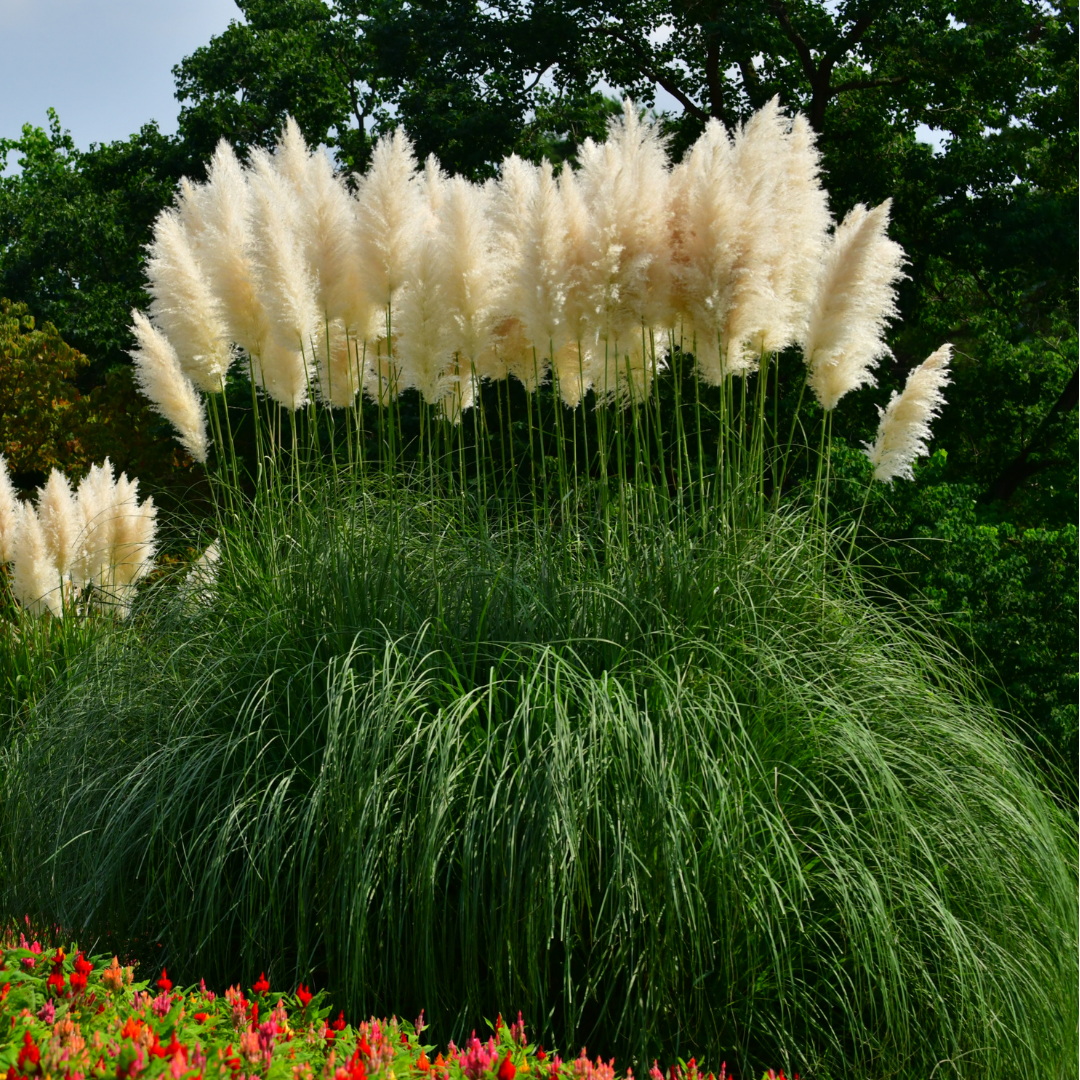 Pampasgräs - White Plume