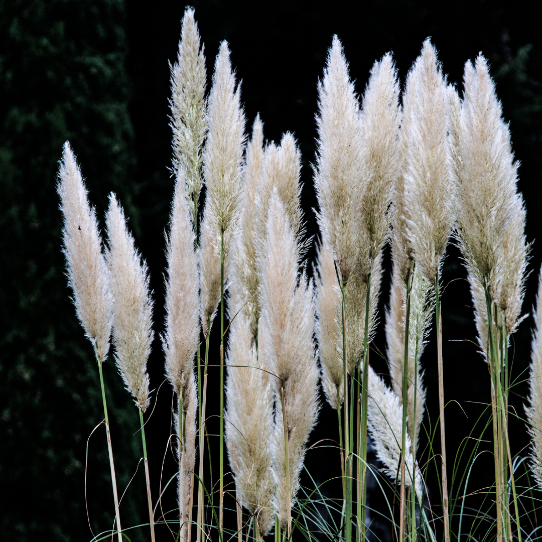 Pampasgräs - White Plume