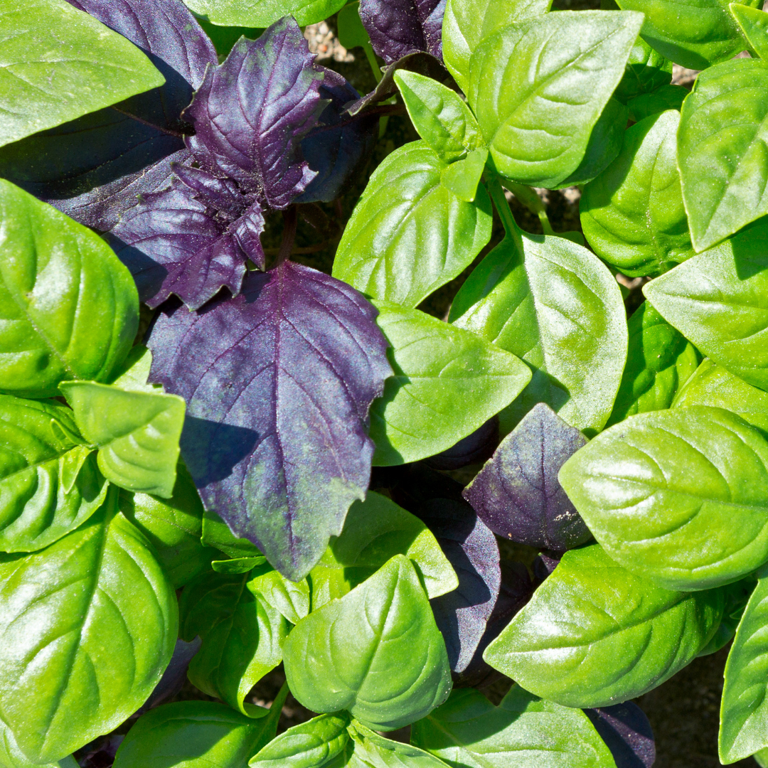 Basilika - Dwarf Pot Mix