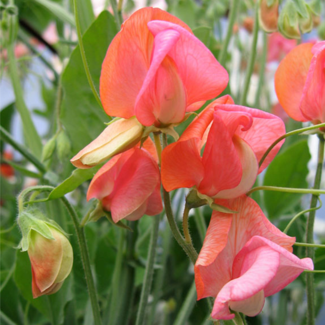 Luktärt - Spencer Prince of Orange