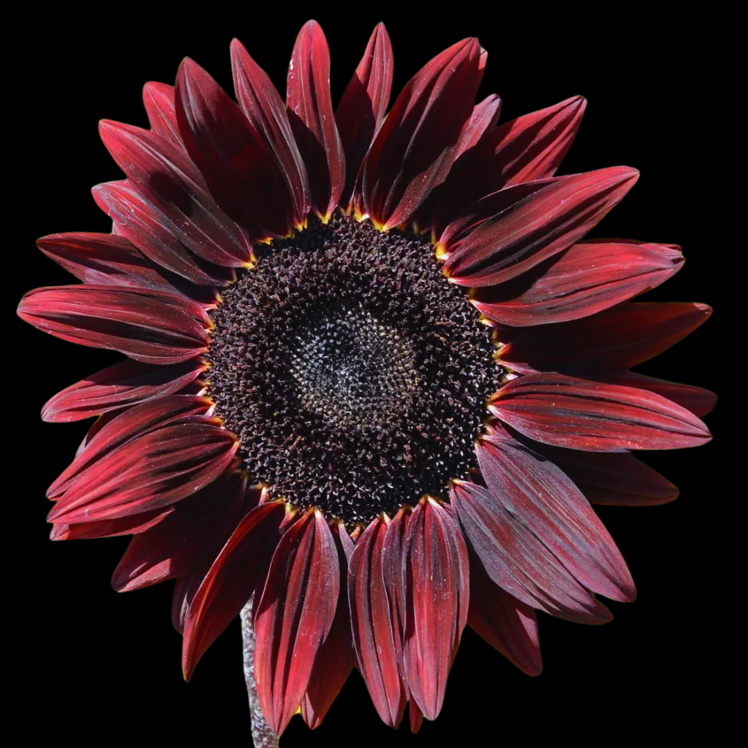 Ekologisk Solros - Chocolate Cherry