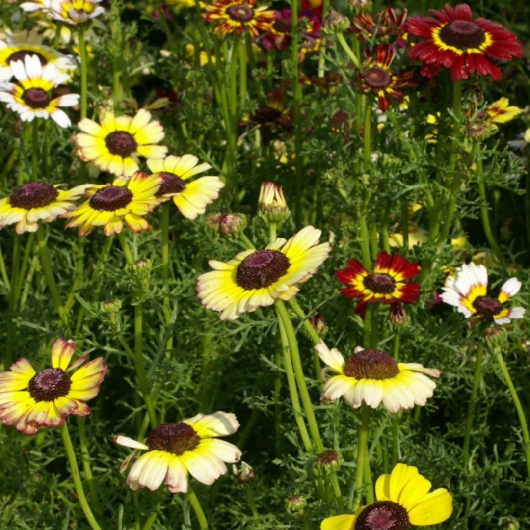 Ringkrage - Dunetti Mix