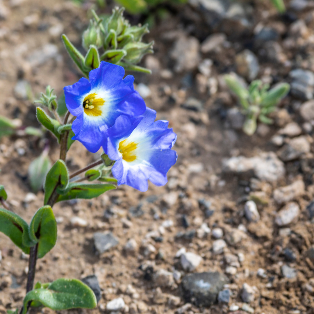 Cymbalblomma - Blue Bird