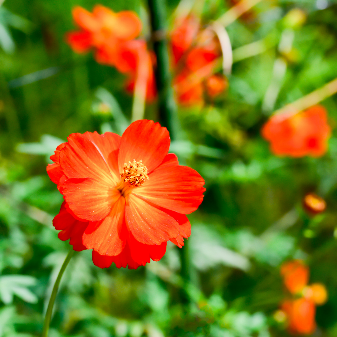 Gullskära - Redcrest