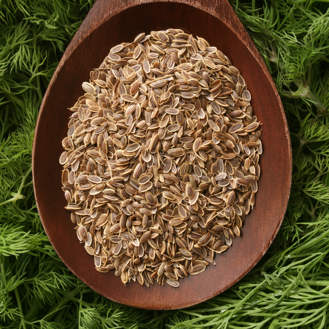 Dill - Mammoth - 3