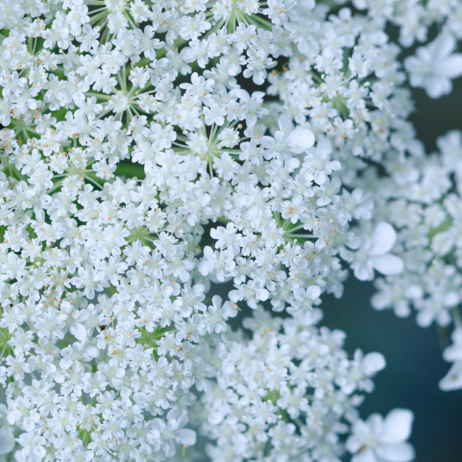 Spetsblomma - Lacy White