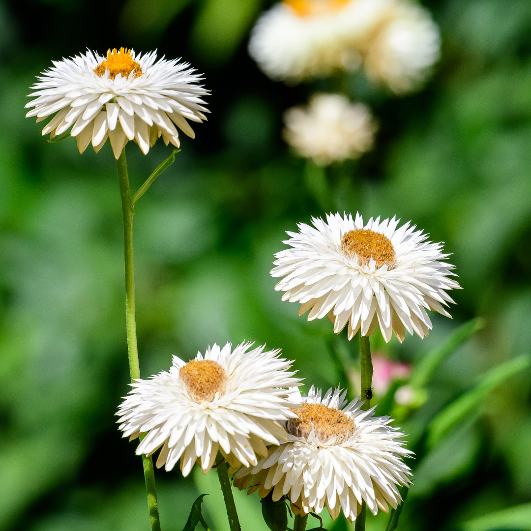 Roseneternell - White