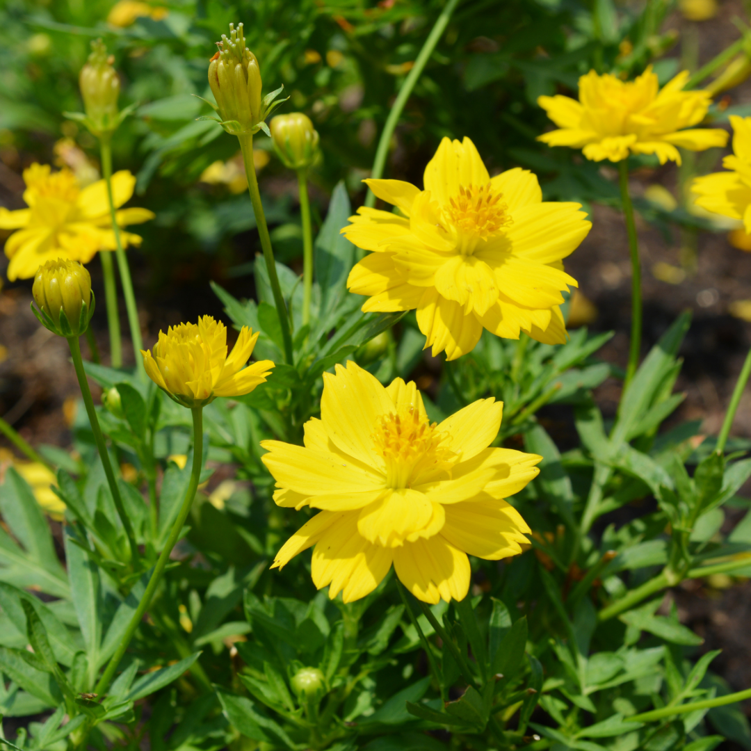 Citronskära - Gullskära