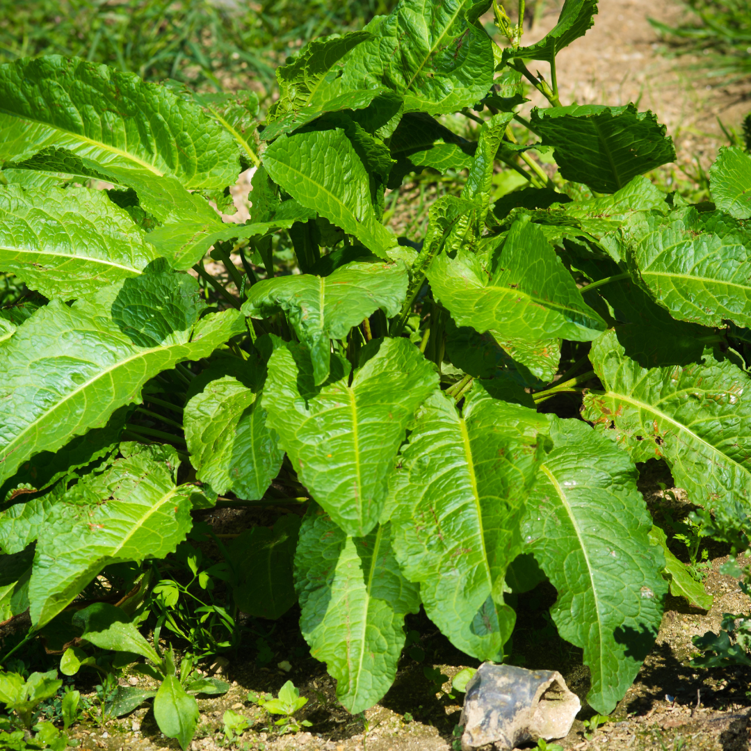 Ängssyra - Broadleaved