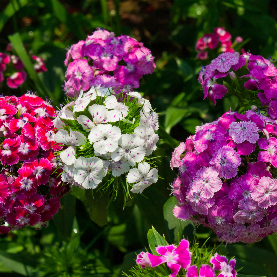 Borstnejlika - Summertime Mix