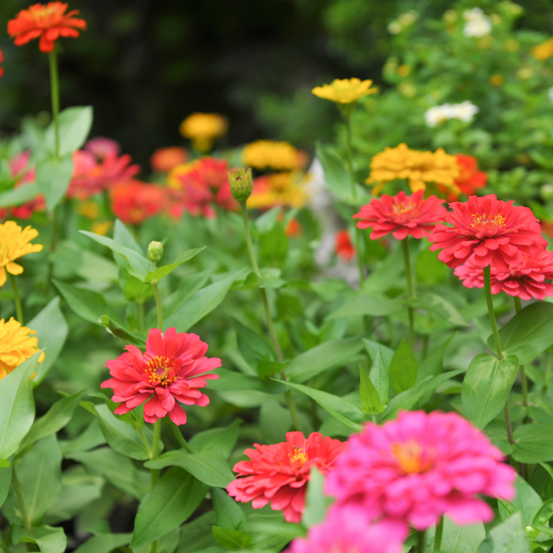 Zinnia - State Fair Mix - 3