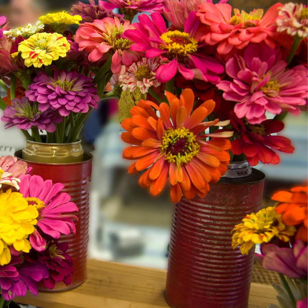 Zinnia - State Fair Mix