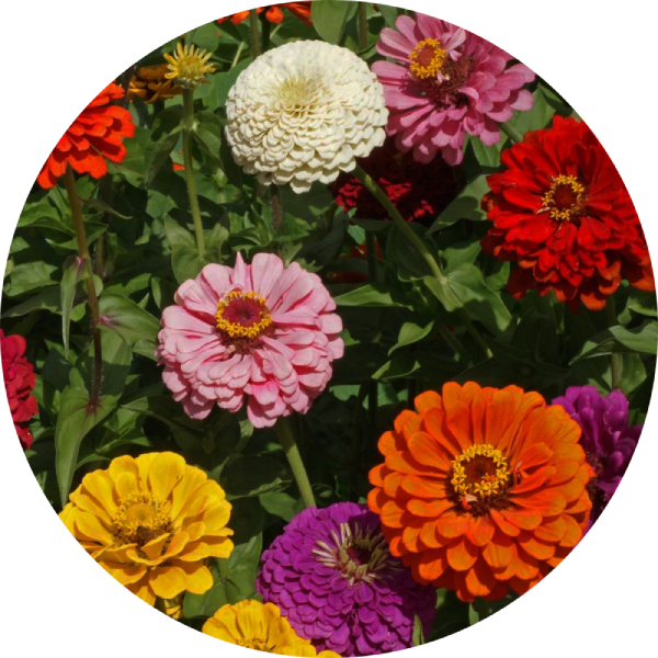 Zinnia State Fair Mix Fröbanken