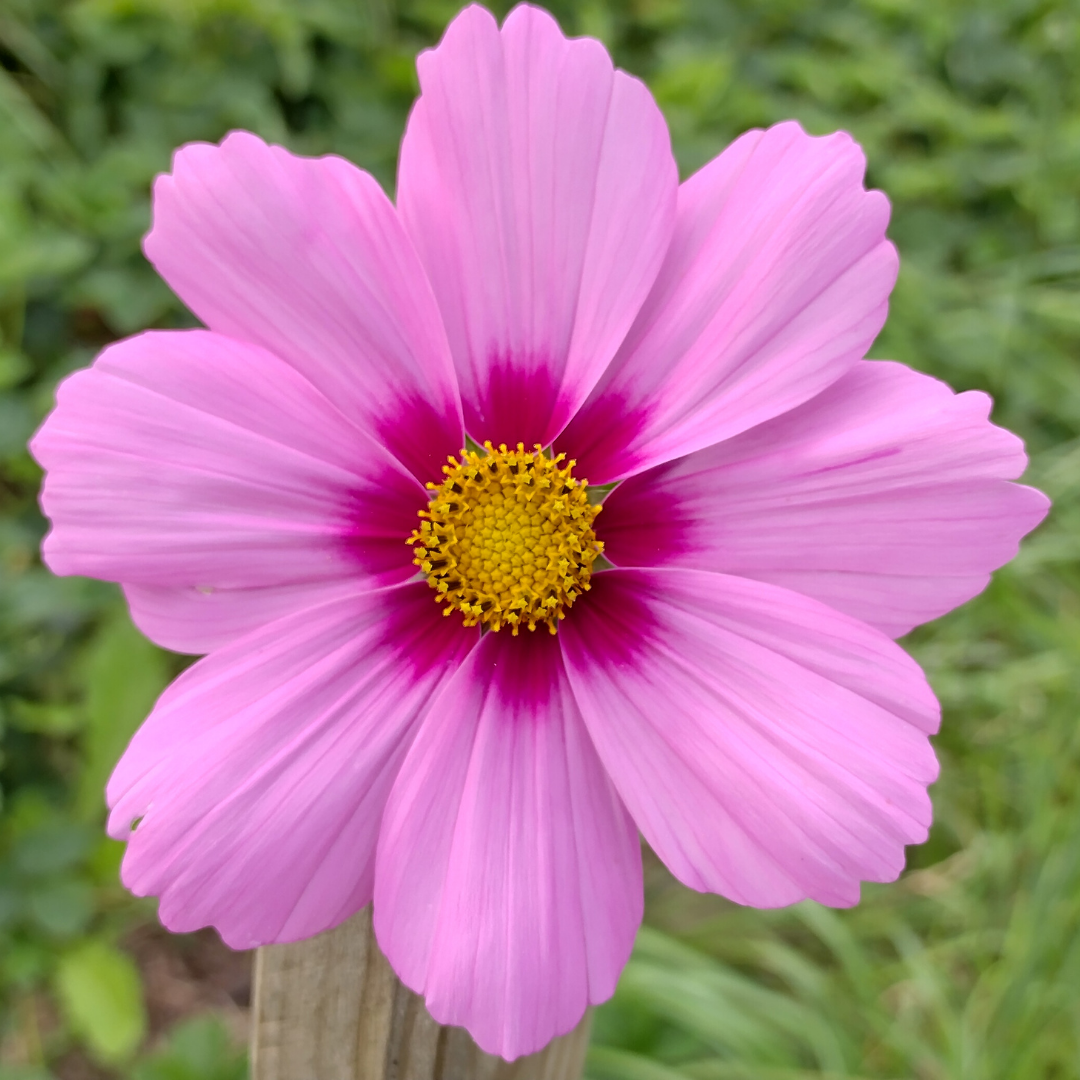 Rosenskära - Gloria