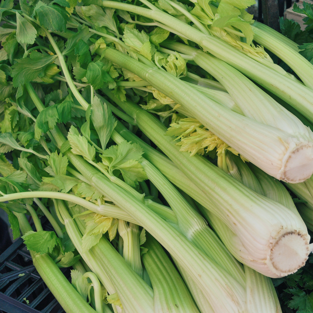 Stjälkselleri - Golden Self Blanching - Kultursort