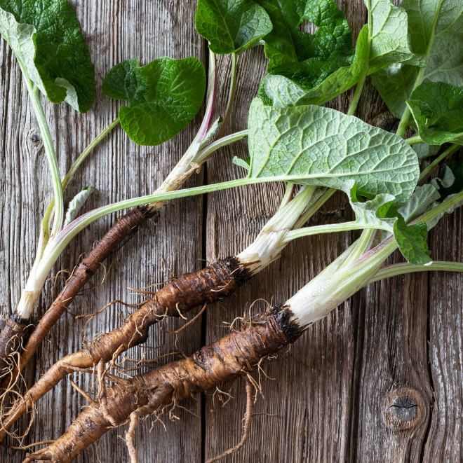 Stor Kardborre - Great Burdock - 4