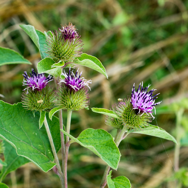Stor Kardborre - Great Burdock - 3