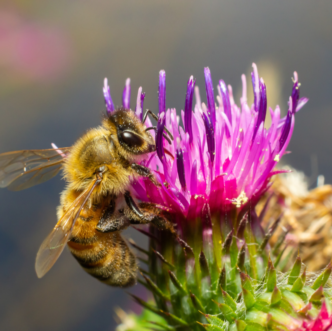 Stor Kardborre - Great Burdock