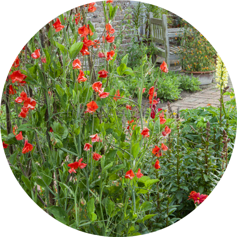 Luktärt - Henry Eckford - Kultursort