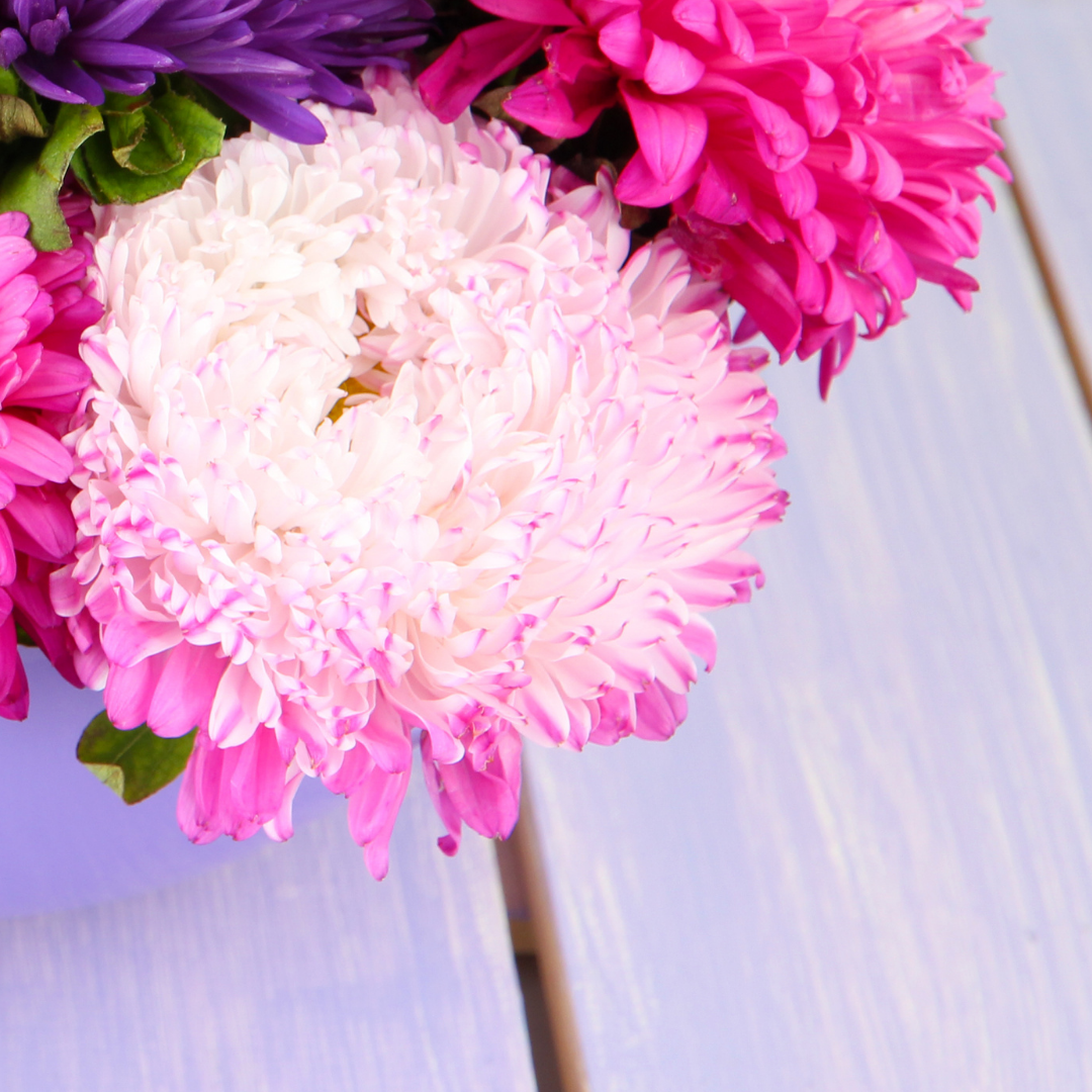 Sommaraster - Tall Princess Silvery Rose