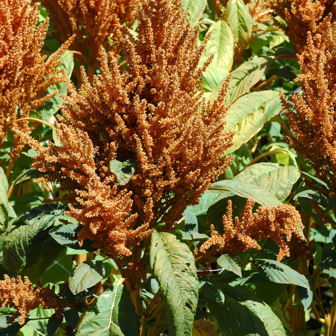 Blodamarant - Yellow Brown