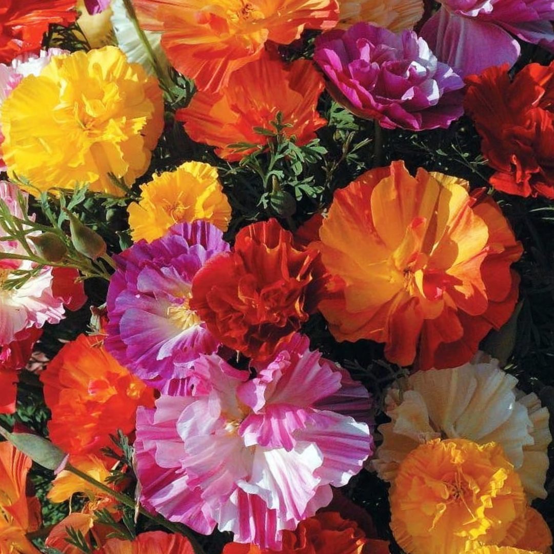 Sömntuta - Ballerina Mix