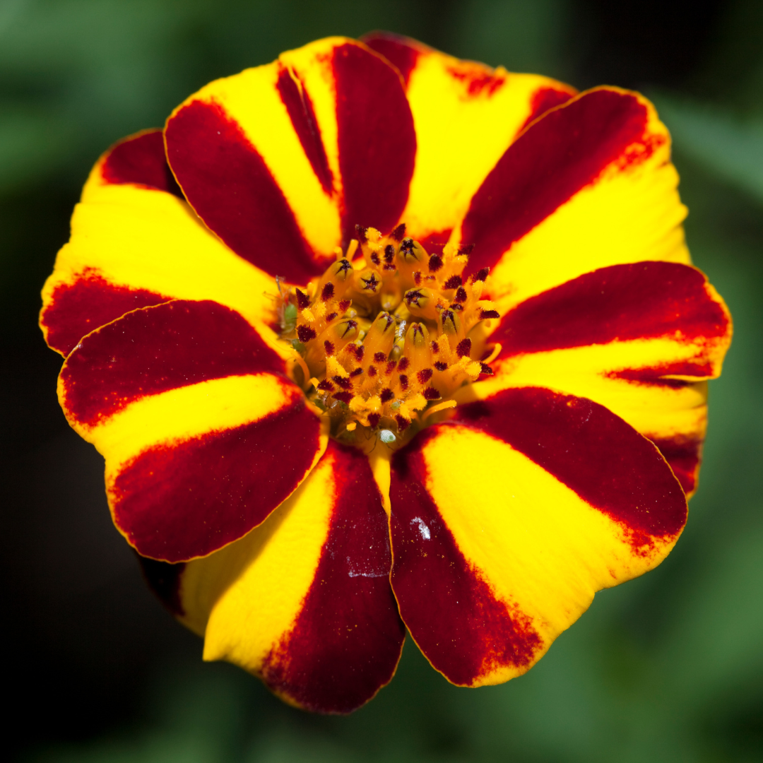 Sammetstagetes - Mrs. Majesty