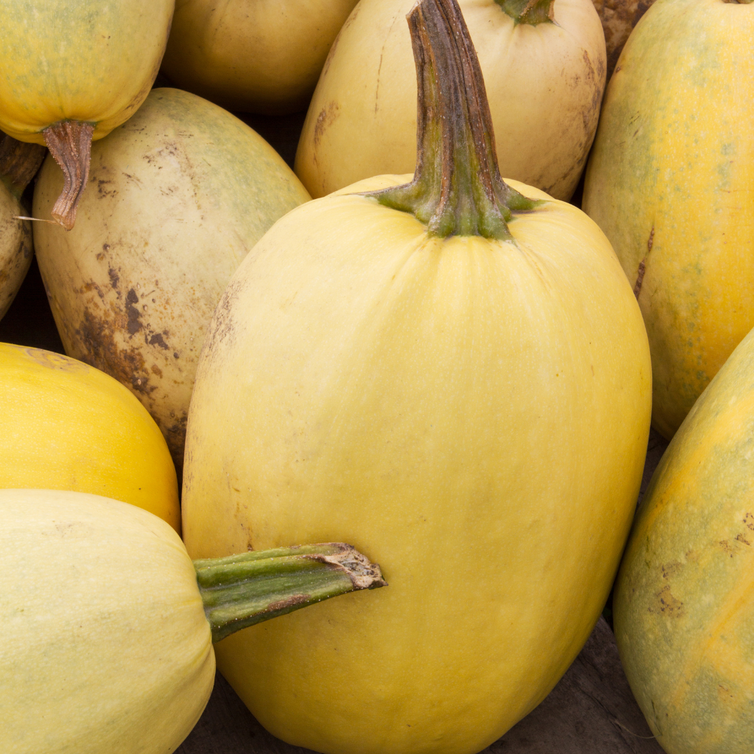 Squash - Zloty Cepelin