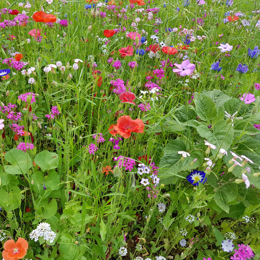 Blomstermix - Sommarblommor - 3