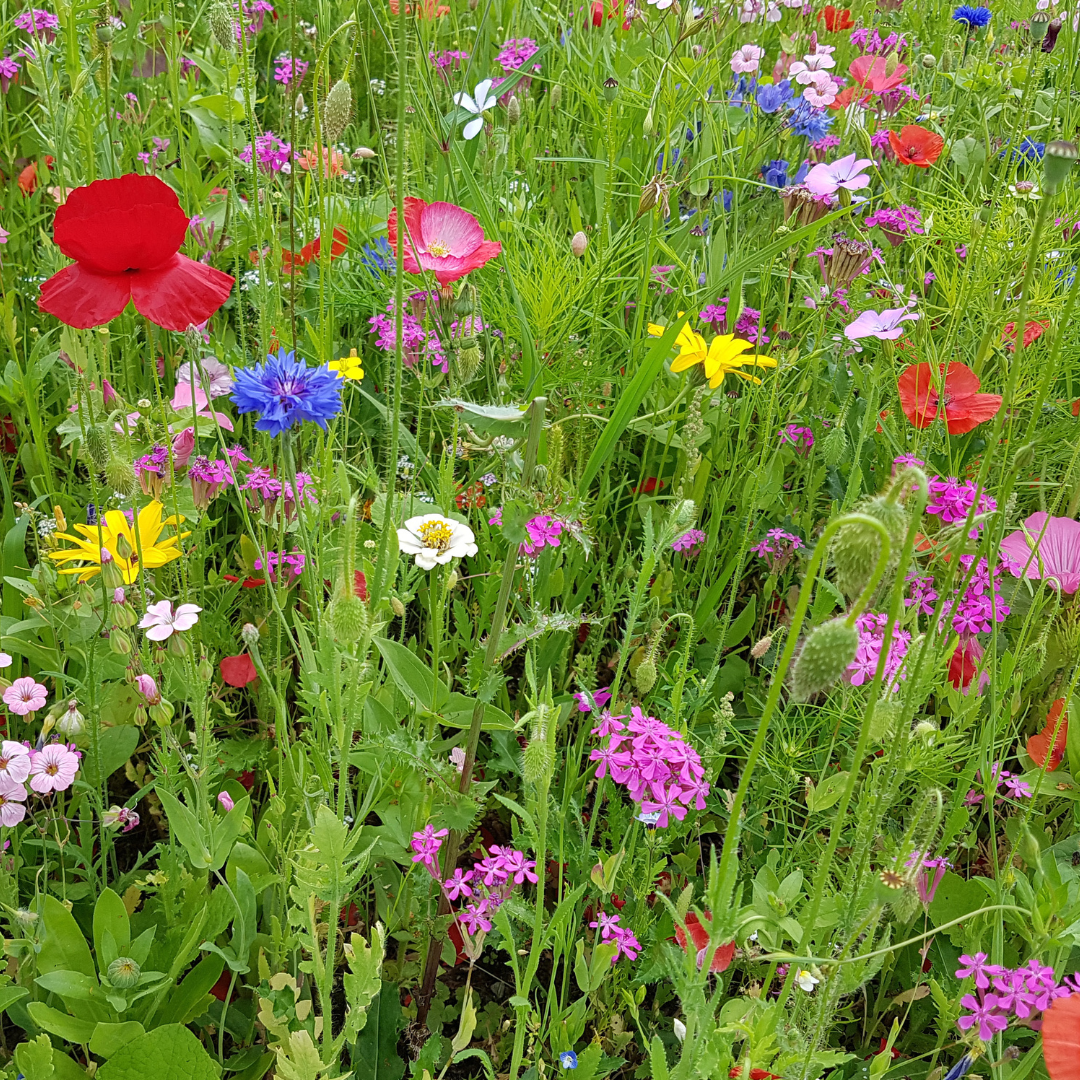 Blomstermix - Sommarblommor