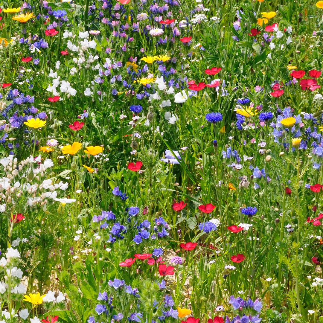 Blomstermix - Sommarblommor