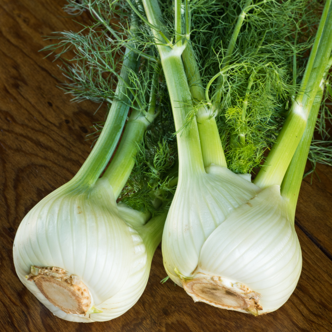 Sötfänkål - Mammoth