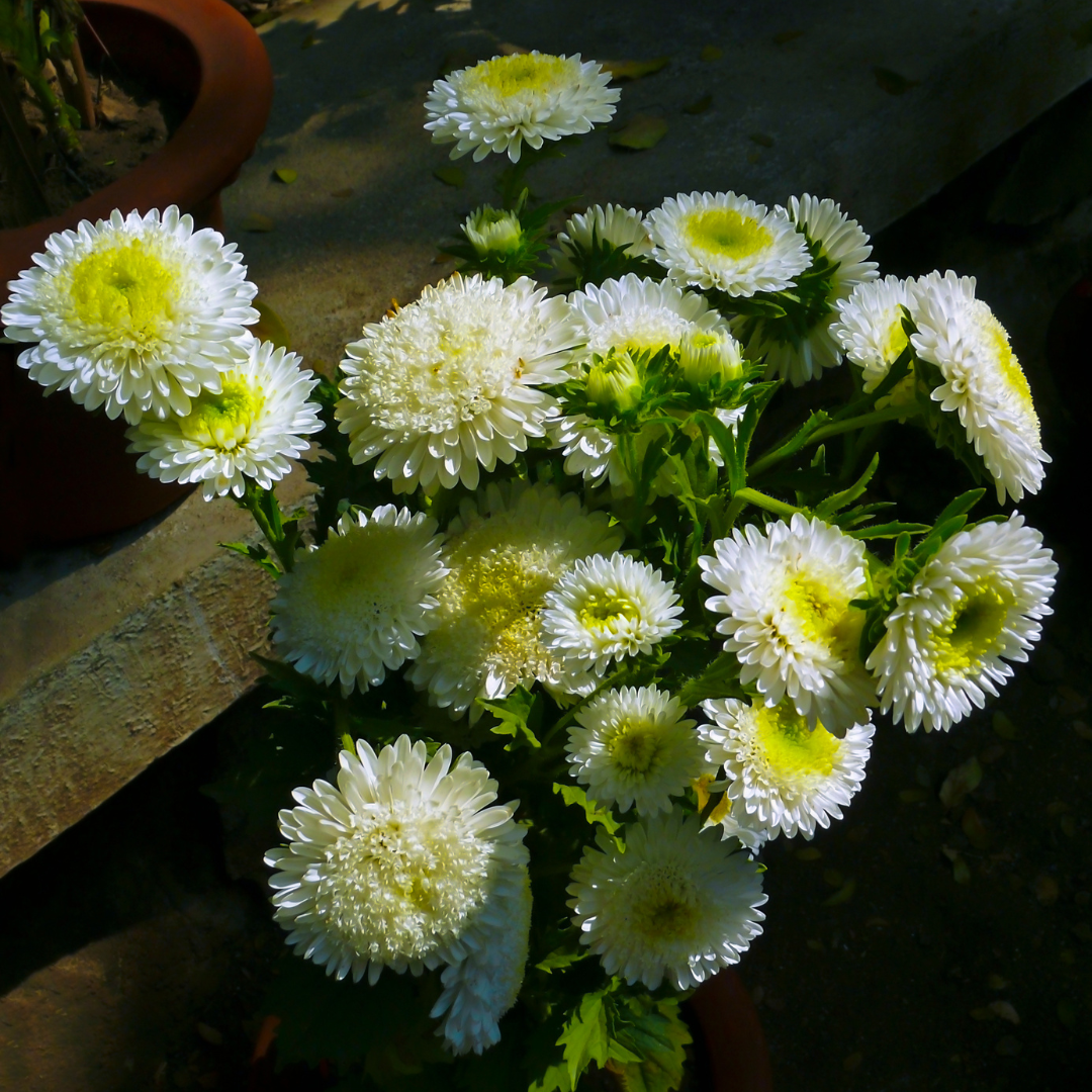 Sommaraster - Giant Princess White