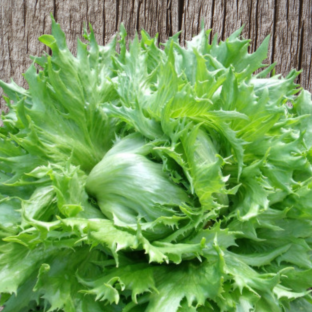 Ekologisk Isbergssallad - Ice Queen