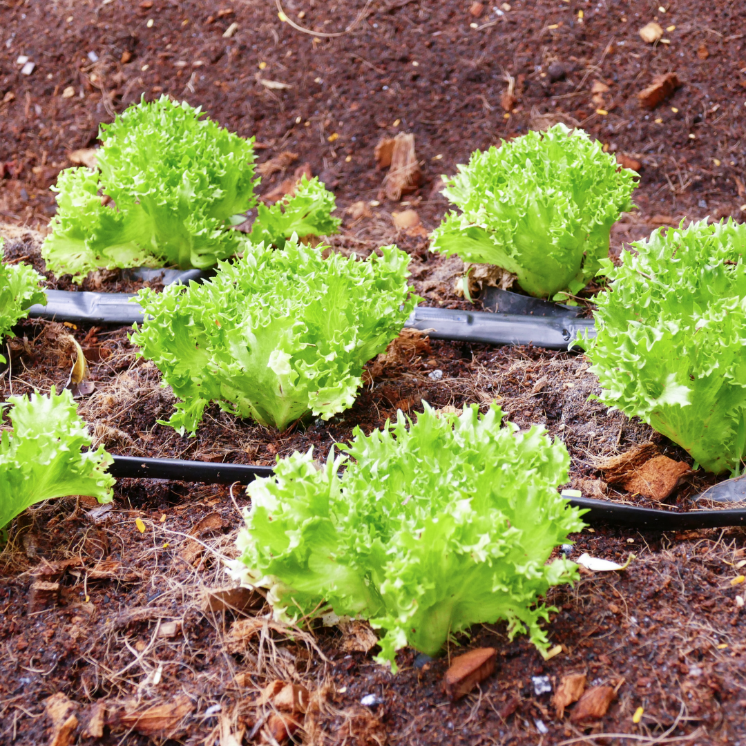 Ekologisk Isbergssallat - Regina dei Ghiacci