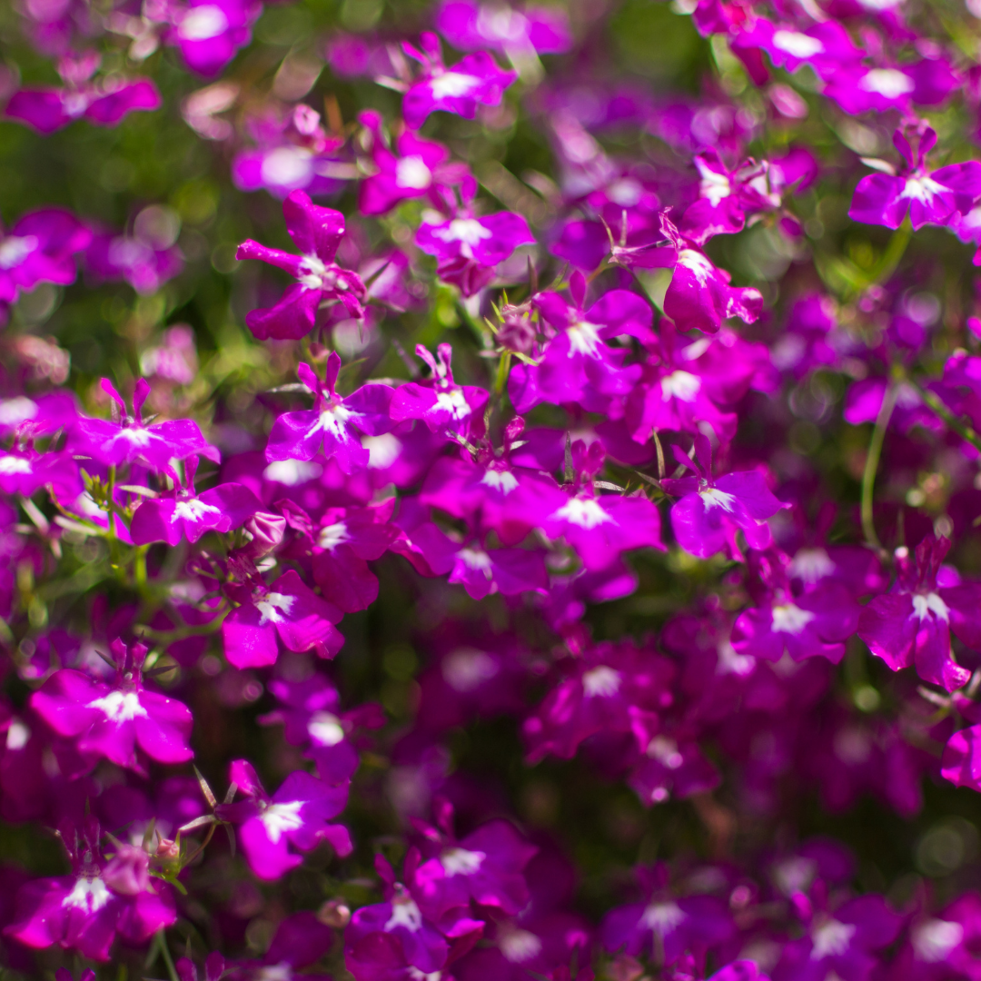 Kaplobelia - Rosamond