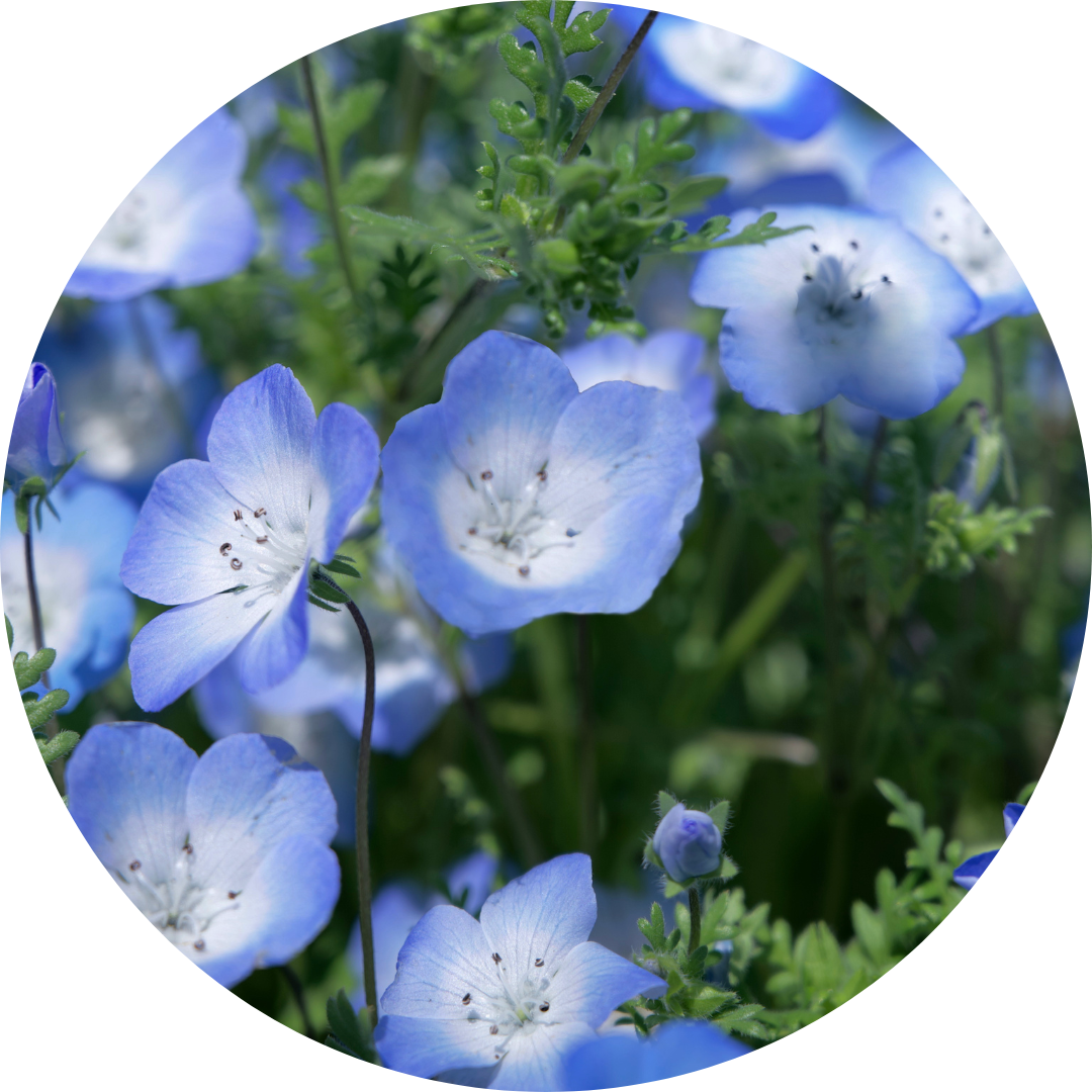 Prins Gustafs Öga - Baby Blue Eyes