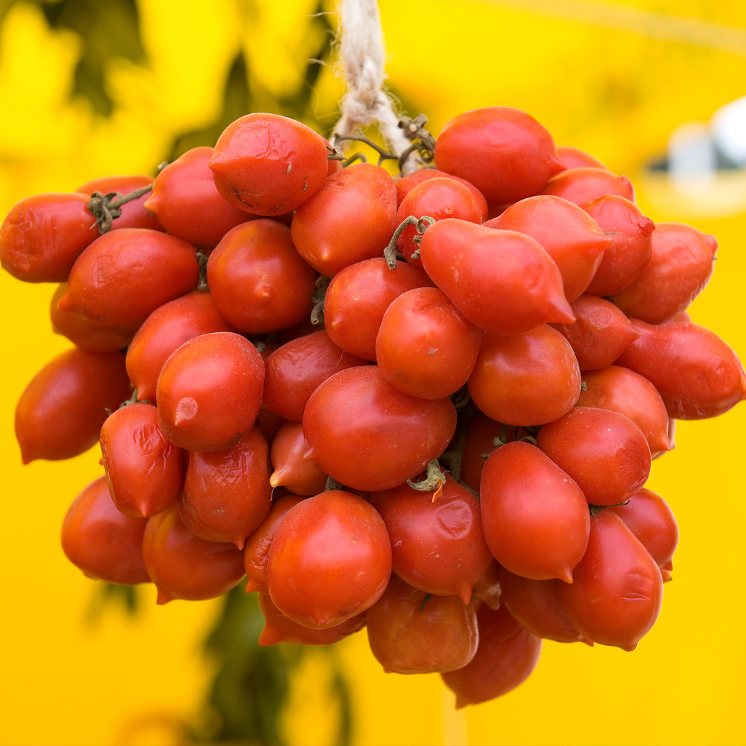 Ekolgisk Vintertomat - Pantelli