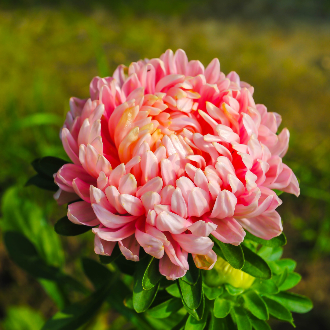 Sommaraster - Paeony Janina Salmon