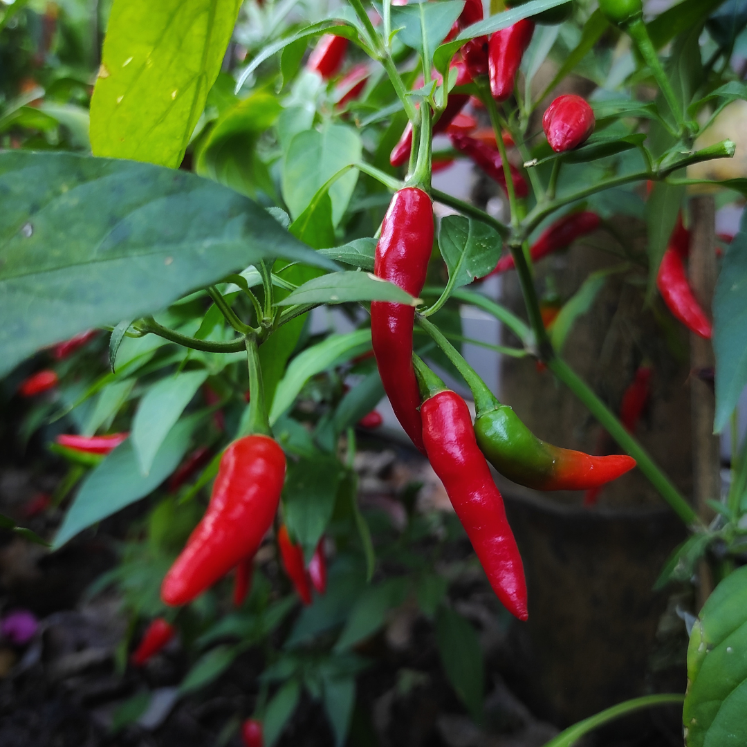Ekologisk Chili - Guindilla Pequeña Amarilla
