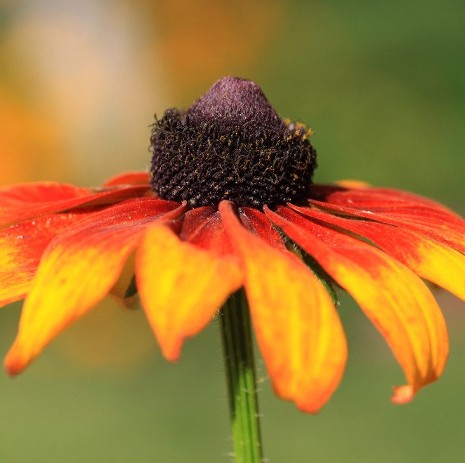 REA! Rudbeckia - Autumn Forest - 3