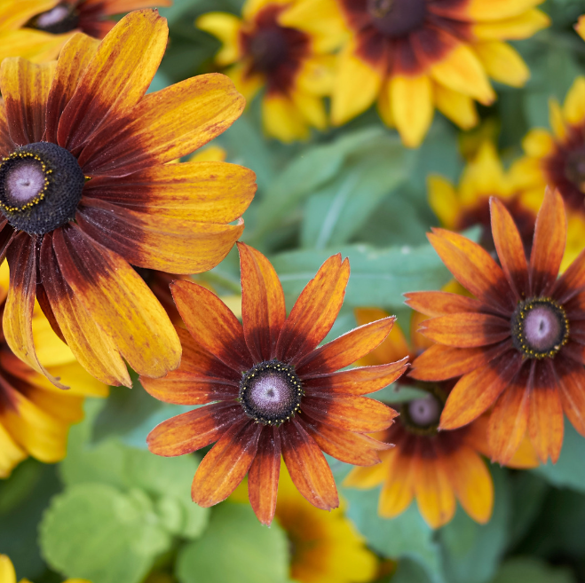 REA! Rudbeckia - Autumn Forest - 6