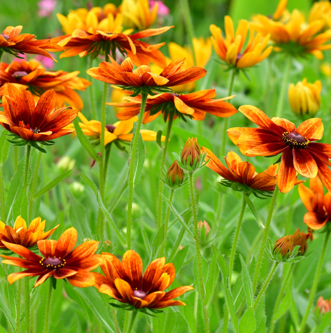 REA! Rudbeckia - Autumn Forest - 5