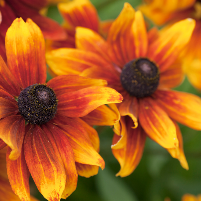 REA! Rudbeckia - Autumn Forest