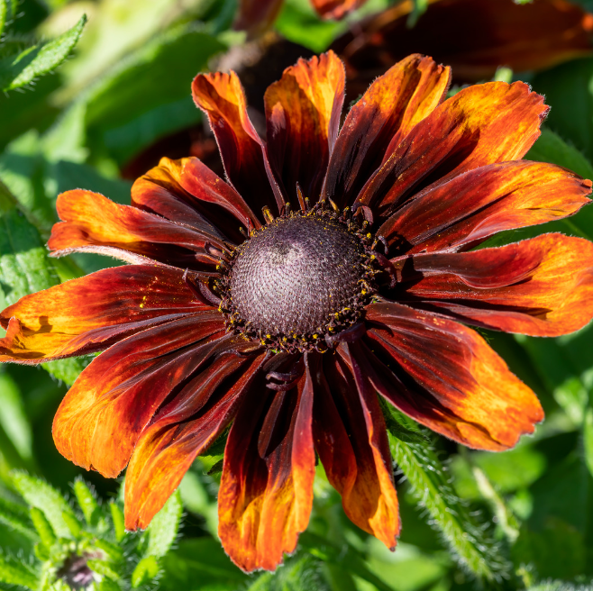 Rudbeckia - Autumn Forest